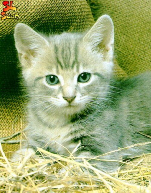 Gatti (391)